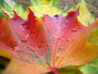 Career change process like leaves changing colors